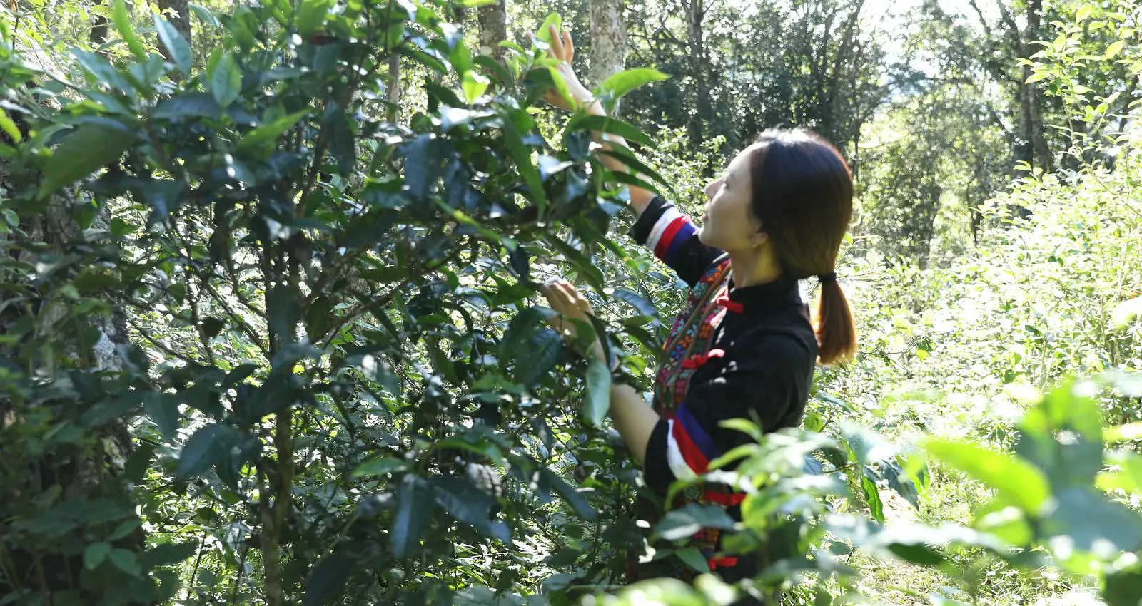 香港買普洱茶?找陳香茶府